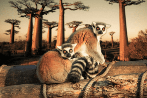List Of Malagasy Animals