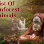 rainforest animals
