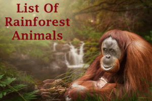 rainforest animals