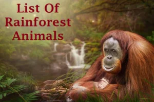Rainforest Animals: List of Rainforest Animals with Facts & Pictures