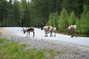 Taiga Animals | List of Taiga Animals with Interesting Facts