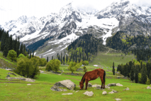 Jammu and Kashmir