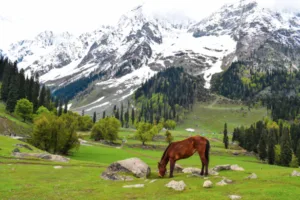 7 Things You Must Know Information Before You Go To Kashmir