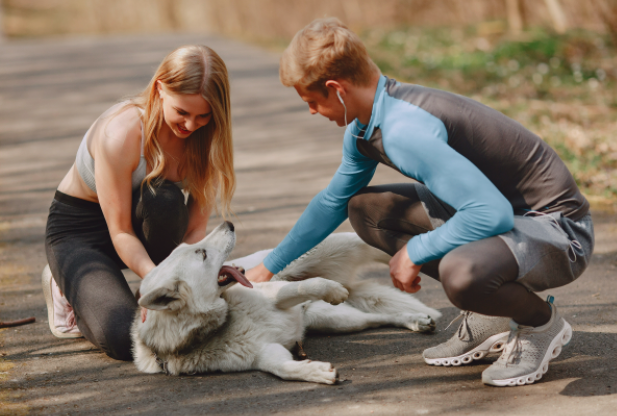 how-to-become-a-certified-dog-trainer-online-in-usa-or-canada-get-dog