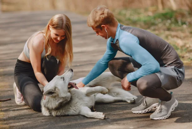 Certified Dog Trainer Online In USA