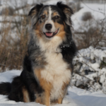 What Do Australian Shepherds Eat?