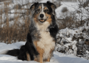 Dog Food for Australian Shepherds