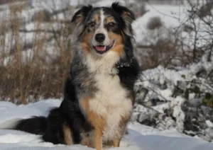 What Do Australian Shepherds Eat?