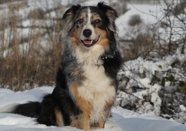 Dog Food for Australian Shepherds