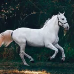 5 Reasons Why Horses Are Wonderful Creatures