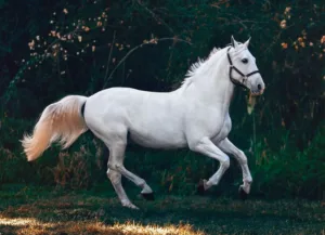 5 Reasons Why Horses Are Wonderful Creatures