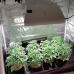 The Mini Cloning Tent – A Must Have for Your Indoor Garden