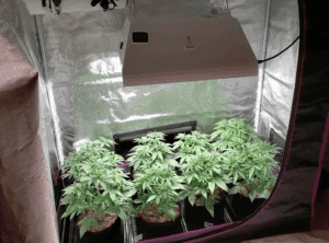 The Mini Cloning Tent