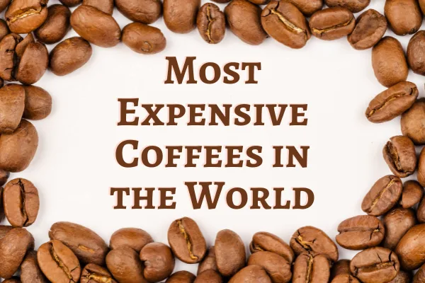Most Expensive Coffees in the World