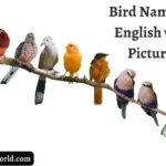 20+ Bird Names in English with Pictures