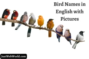 Birds Names In English