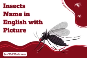 Insects Name in English