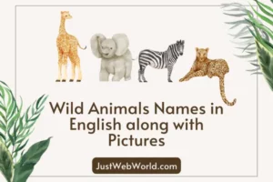 Wild Animals Name in English
