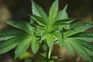 What is Delta 8 THC