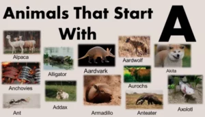 Animals That Start With A