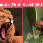 Animals That Start With L (Photos & Interesting Facts)