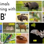 Animals That Start With B (Photos & Interesting Facts)