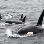 Killer Whale Watching: The Wonders Of Killer Whales