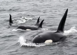 Killer Whale Watching Tours