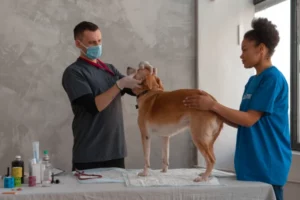 Dog Behavior Changes and Problems