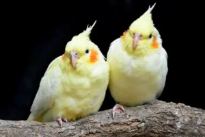 Yellow Birds In Texas
