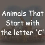 Animals That Start With C (Photos & Interesting Facts)