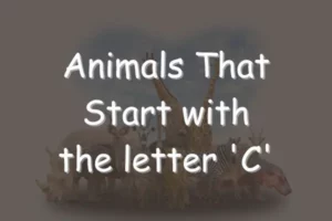 Animals That Start With C