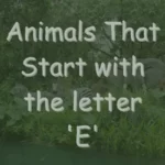 Animals That Start With E (Photos & Interesting Facts)