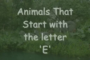 Animals That Start With E
