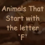 Animals That Start With F (Photos & Interesting Facts)