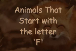 Animals That Start With F