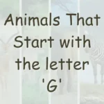 Animals That Start With G (Photos & Interesting Facts)