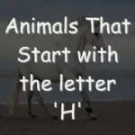 Animals That Start With H (Photos & Interesting Facts)