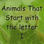 Animals That Start With I (Photos & Interesting Facts)