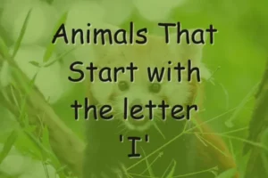 Animals That Start With I