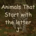 Animals That Start With J (Photos & Interesting Facts)