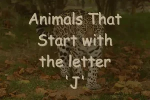 Animals That Start With J