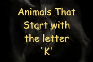 Animals That Start With K
