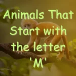 Animals That Start With M (Photos & Interesting Facts)