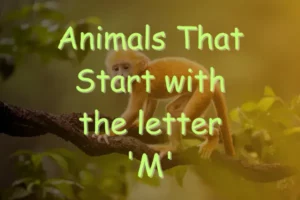 Animals That Start With M