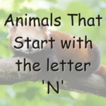 Animals That Start With N (Photos & Interesting Facts)