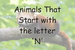 Animals That Start With N