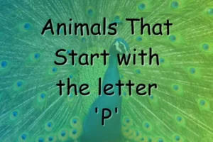 Animals That Start With P