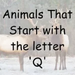 Animals That Start With Q (Photos & Interesting Facts)