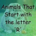 Animals That Start With R (Photos & Interesting Facts)